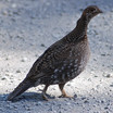 Dusky Grouse