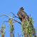 Common Black-Hawk