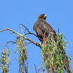 Common Black-Hawk