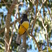 Citreoline Trogon