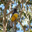 Citreoline Trogon