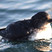 Cassin's Auklet