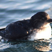 Cassin's Auklet