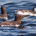Common Murre