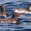 Common Murre