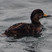 Black Scoter
