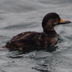 Black Scoter