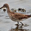 Willet
