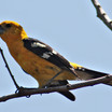 Yellow Grosbeak