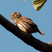 Ferruginous Pygmy-Owl