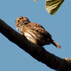 Ferruginous Pygmy-Owl