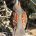 Elegant Quail