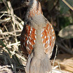 Elegant Quail