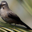 Grayish Saltator