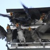 Feeding frenzy