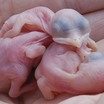 Babies in hand while completing nest check.