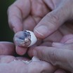 We found this egg "capped" so we helped mother nature a bit.  The baby survived to fledge.