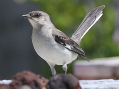 Notice the deformed left leg. She thrives in spite of it.  She is at least 4 years old.  We feed her raisins daily.