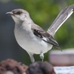 Northern Mockingbird