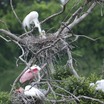 Rookery at High Island