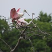 At the rookery, High Island, TX