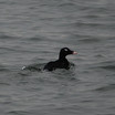 White-winged Scoter
