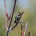 Calliope Hummingbird