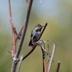 Calliope Hummingbird