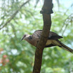 Spotted Dove