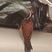 Greater Flameback