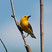 Prothonotary Warbler