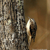 Brown Creeper