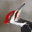 Pileated Woodpecker