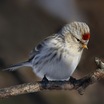 Hoary Redpoll