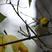 Hermit Warbler