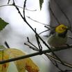 Hermit Warbler