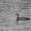 Yellow-billed Loon