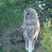 Barred Owl