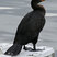 Double-crested Cormorant