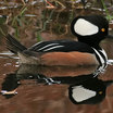 Hooded Merganser