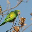 Yellow-chevroned Parakeet