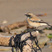Desert Wheatear