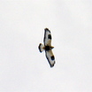 Rough-legged Hawk