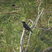 Giant Kingfisher