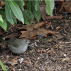 Green-tailed Towhee