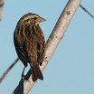 Savannah Sparrow