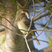 Gray Flycatcher