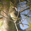 Gray Flycatcher