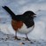 Eastern Towhee