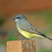 Cassin's Kingbird